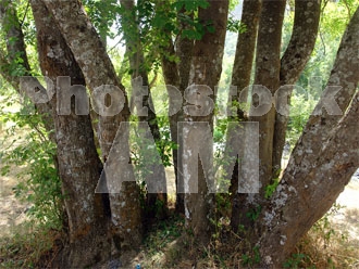 Armenia photo - Armenian photo, armenian stock photo