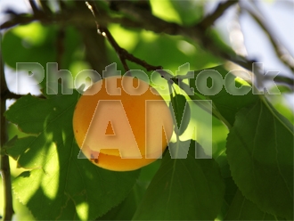 Armenia photo - Armenian photo, armenian stock photo