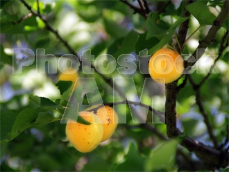 Armenia photo - Armenian photo, armenian stock photo