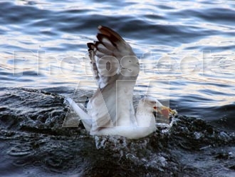 Armenia photo - Armenian photo, armenian stock photo