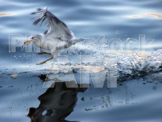 Armenia photo - Armenian photo, armenian stock photo