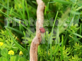 Armenia photo - Armenian photo, armenian stock photo