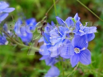 Armenia photo - Armenian photo, armenian stock photo