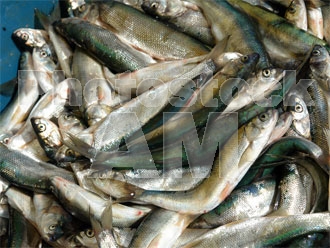 Armenia photo - Armenian photo, armenian stock photo