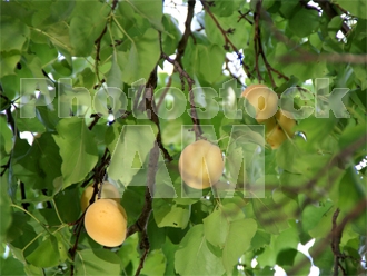 Armenia photo - Armenian photo, armenian stock photo