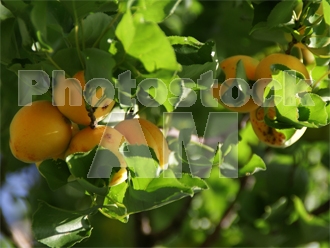 Armenia photo - Armenian photo, armenian stock photo
